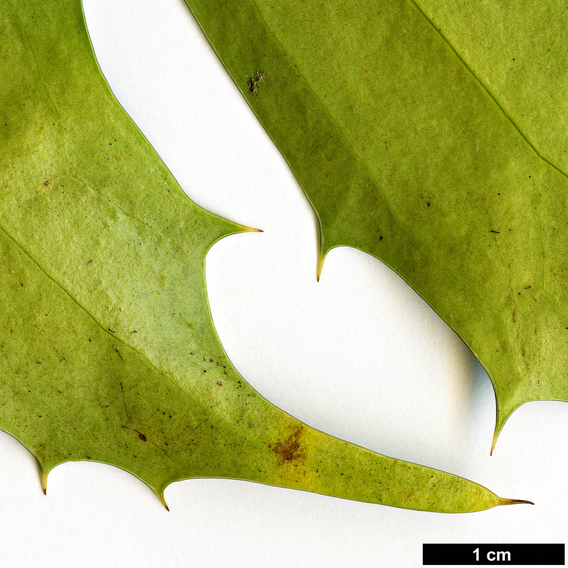 High resolution image: Family: Berberidaceae - Genus: Mahonia - Taxon: ×emeiensis - SpeciesSub: 'Emei Shan' (M.gracilipes × M.nitens)